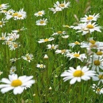 Margarete, margarete…