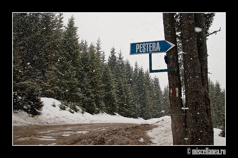 ”Unde cuvintele devin pagini, paginile devin cărți…”
