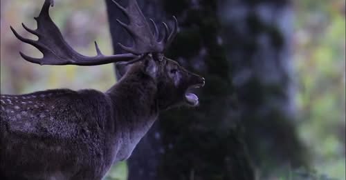La  Muzeul  de Știintele Naturii  din Bacău
