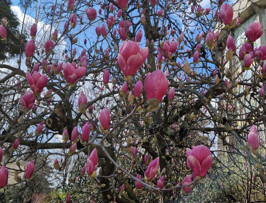 De Florii De Florii