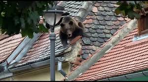 BULETIN DE ȘTIRI…DE LA SIBIU! BULETIN DE ȘTIRI…DE LA SIBIU!